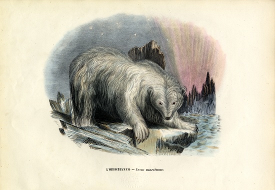 Polar Bear od Raimundo Petraroja