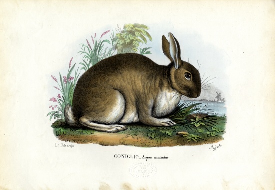 Rabbit od Raimundo Petraroja