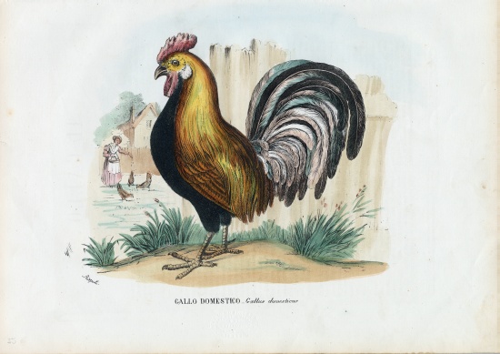 Rooster od Raimundo Petraroja