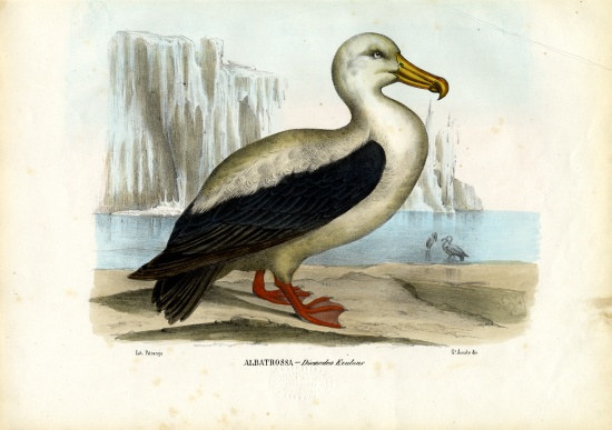 Royal Albatross od Raimundo Petraroja