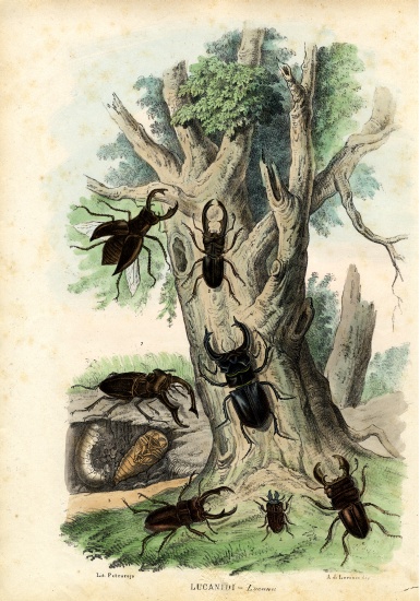 Scarab Beetles od Raimundo Petraroja
