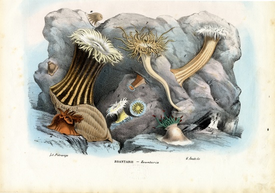 Sea Anemones od Raimundo Petraroja