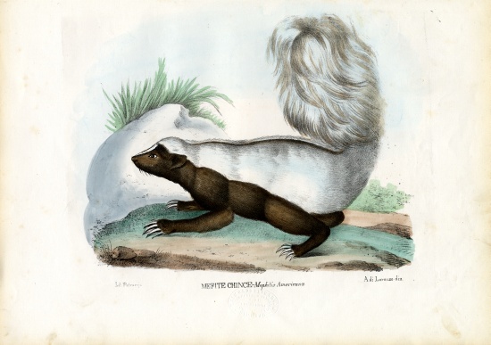 Skunk od Raimundo Petraroja