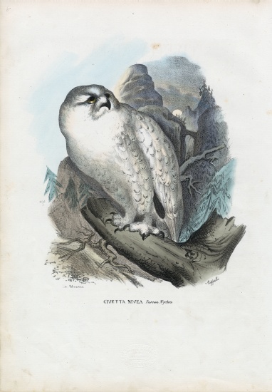 Snowy Owl od Raimundo Petraroja