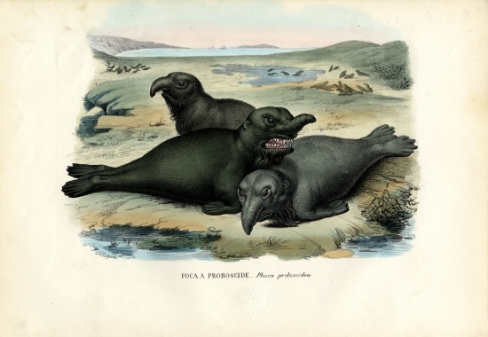 Southern Elaphant Seal od Raimundo Petraroja