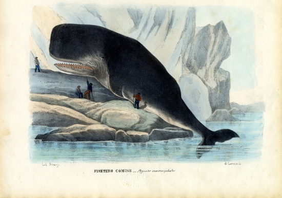 Sperm Whale od Raimundo Petraroja