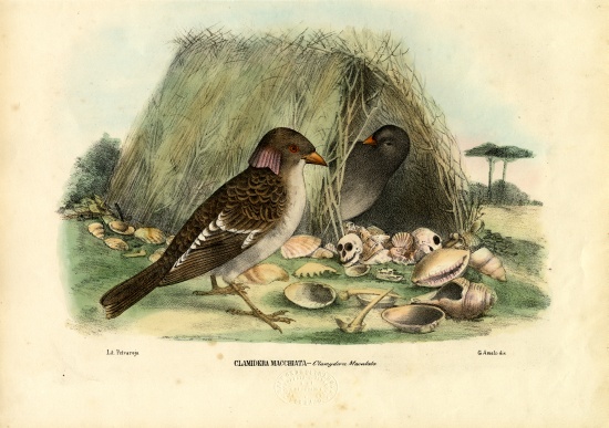 Spotted Bowerbird od Raimundo Petraroja