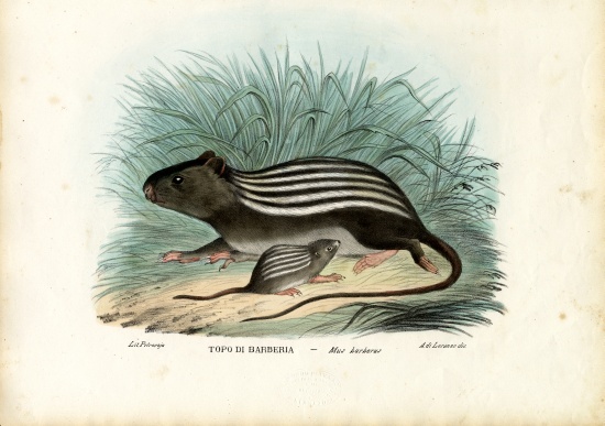 Striped Mouse od Raimundo Petraroja