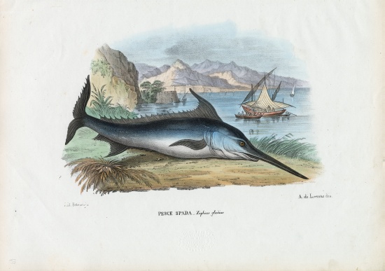 Swordfish od Raimundo Petraroja