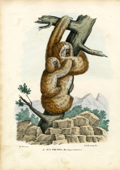 Three-Toed Sloth od Raimundo Petraroja