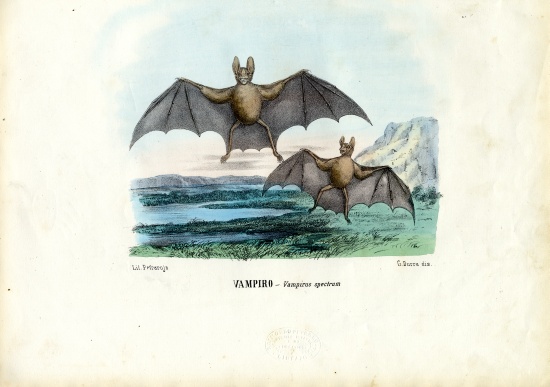 Vampire Bat od Raimundo Petraroja