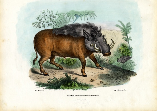 Warthog od Raimundo Petraroja