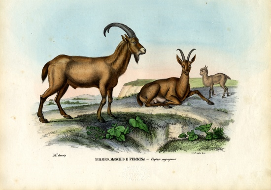 Wild Goat od Raimundo Petraroja