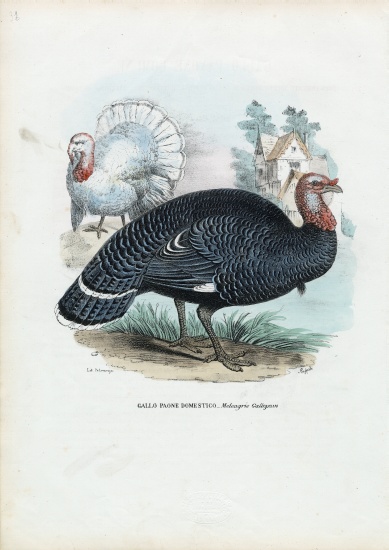 Wild Turkey od Raimundo Petraroja