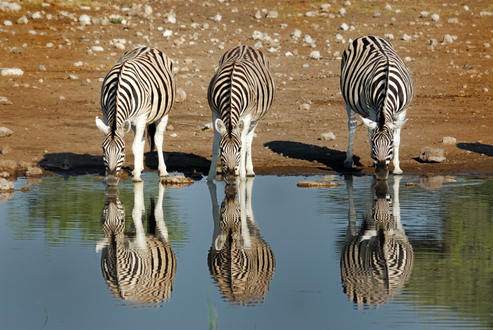 Zebra od Ralf Kayser