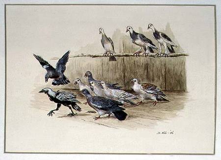 The Jackdaw and the Doves od Randolph Caldecott