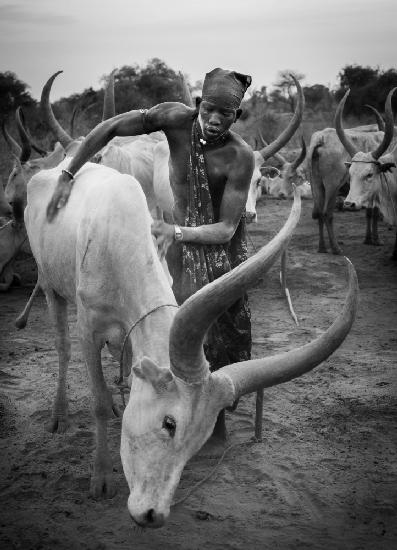 Mundari and cow, South Sudan