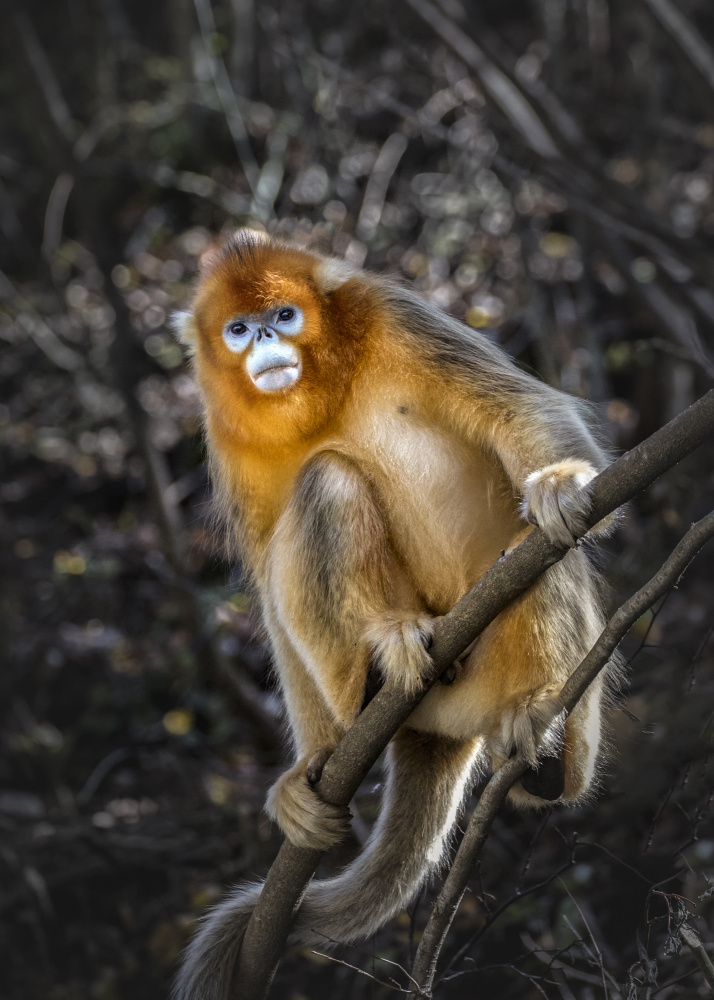 The Golden Snub -nosed Monkey od Raymond Ren Rong Liu