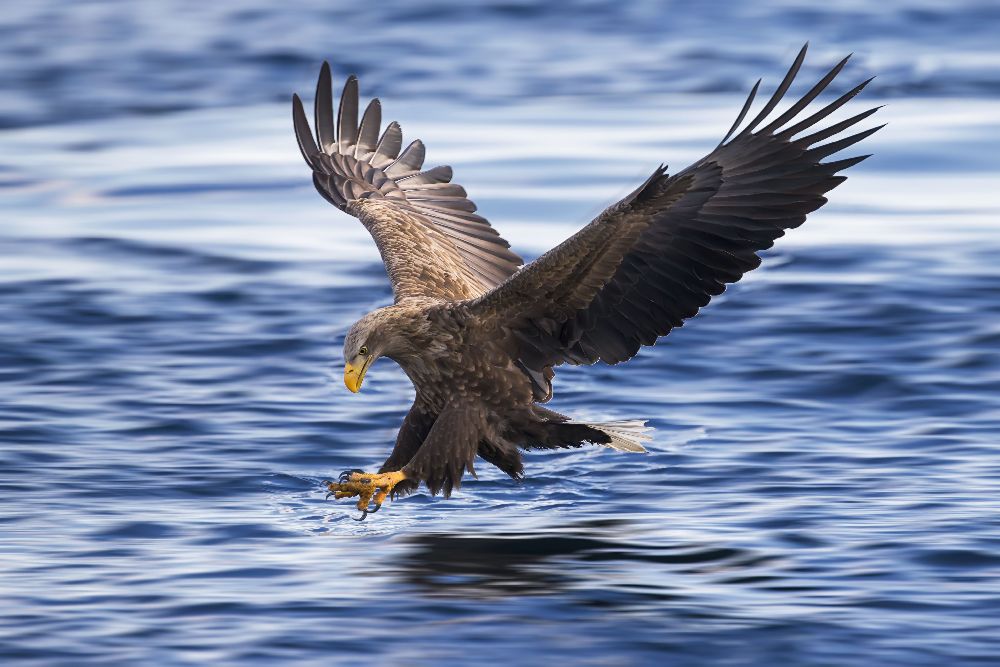 White-tailed Eagle od Raymond Ren Rong