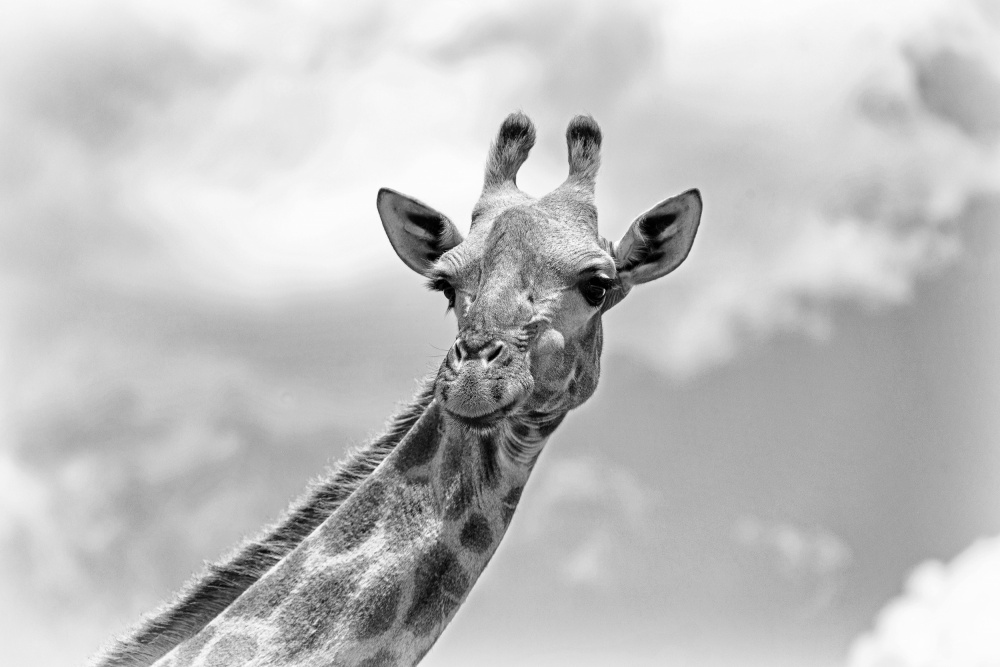 The giraffe - Wildlife V od Regine Richter