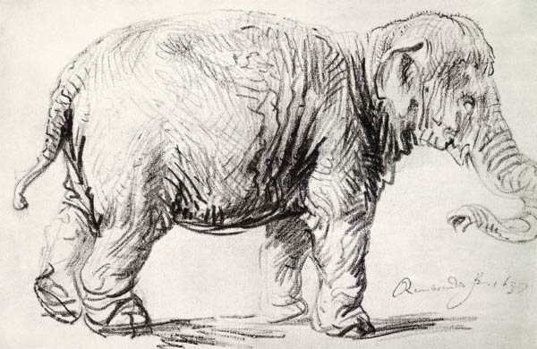 An Elephant od Rembrandt van Rijn