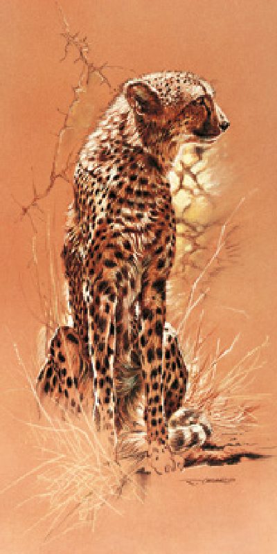 Cheetah od Renato Casaro