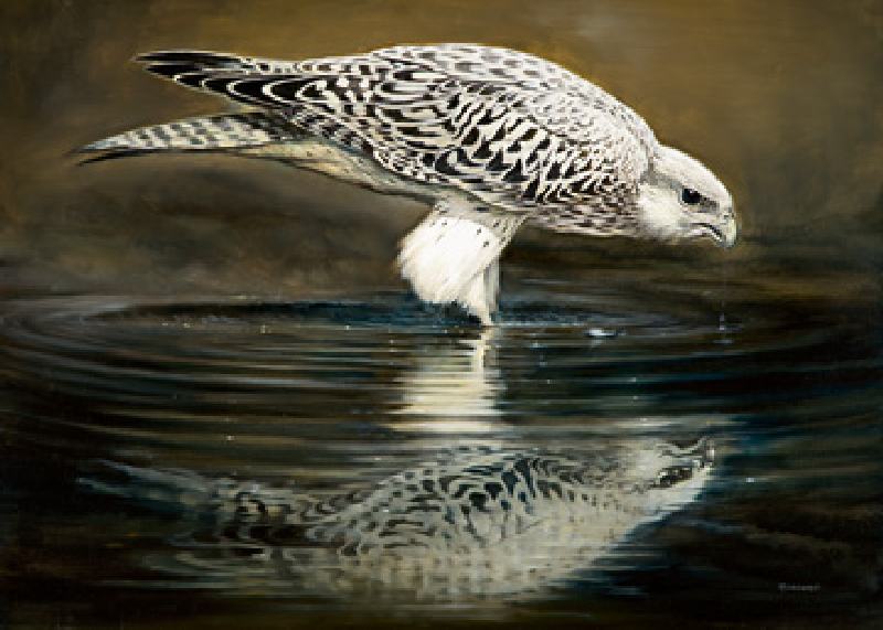 Drinking Falcon od Renato Casaro