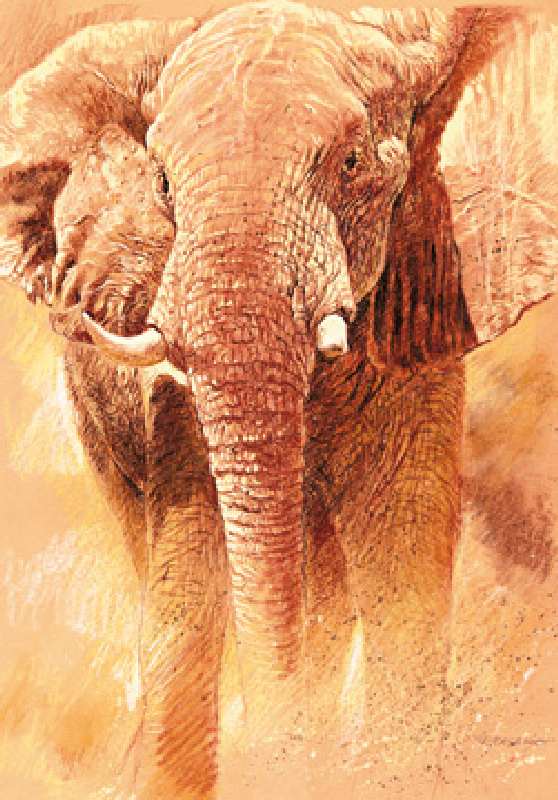Elefant Study od Renato Casaro