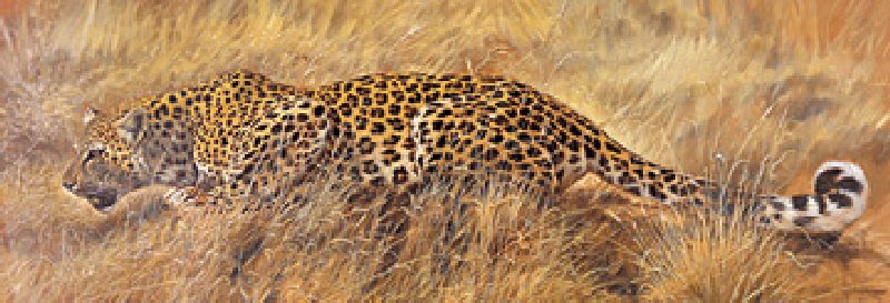 Leopard od Renato Casaro