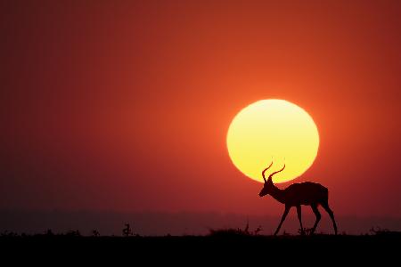 An African Sunset