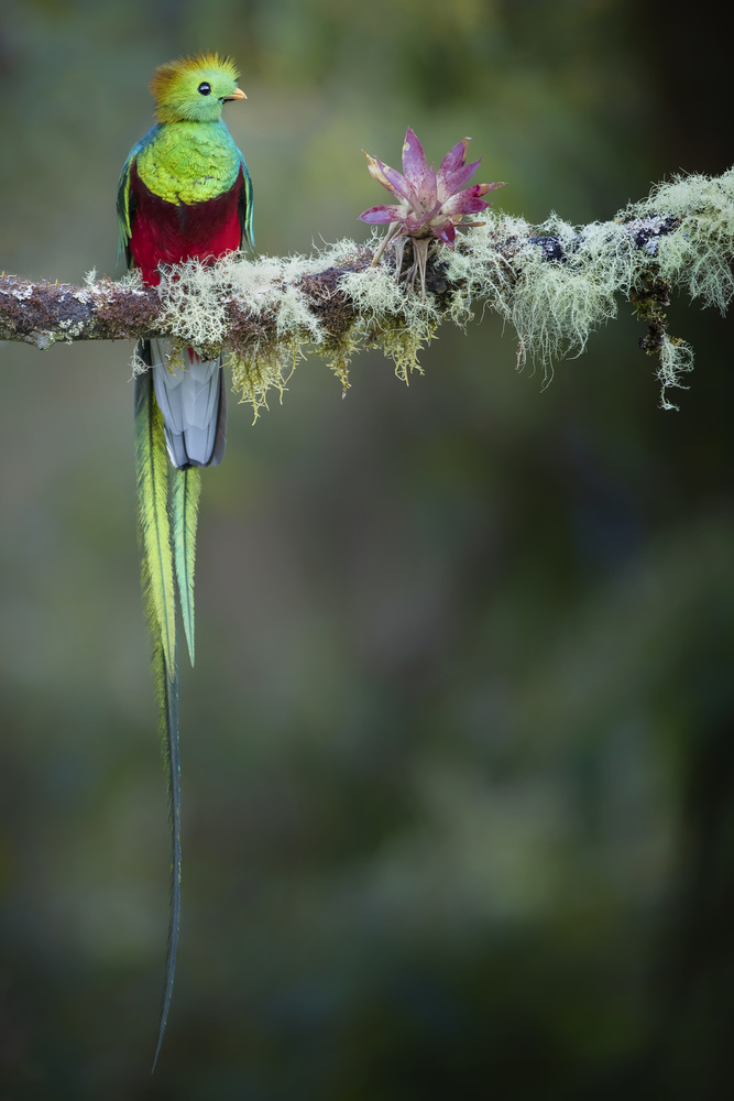 Colours of the Male Quetzal od Renee Doyle