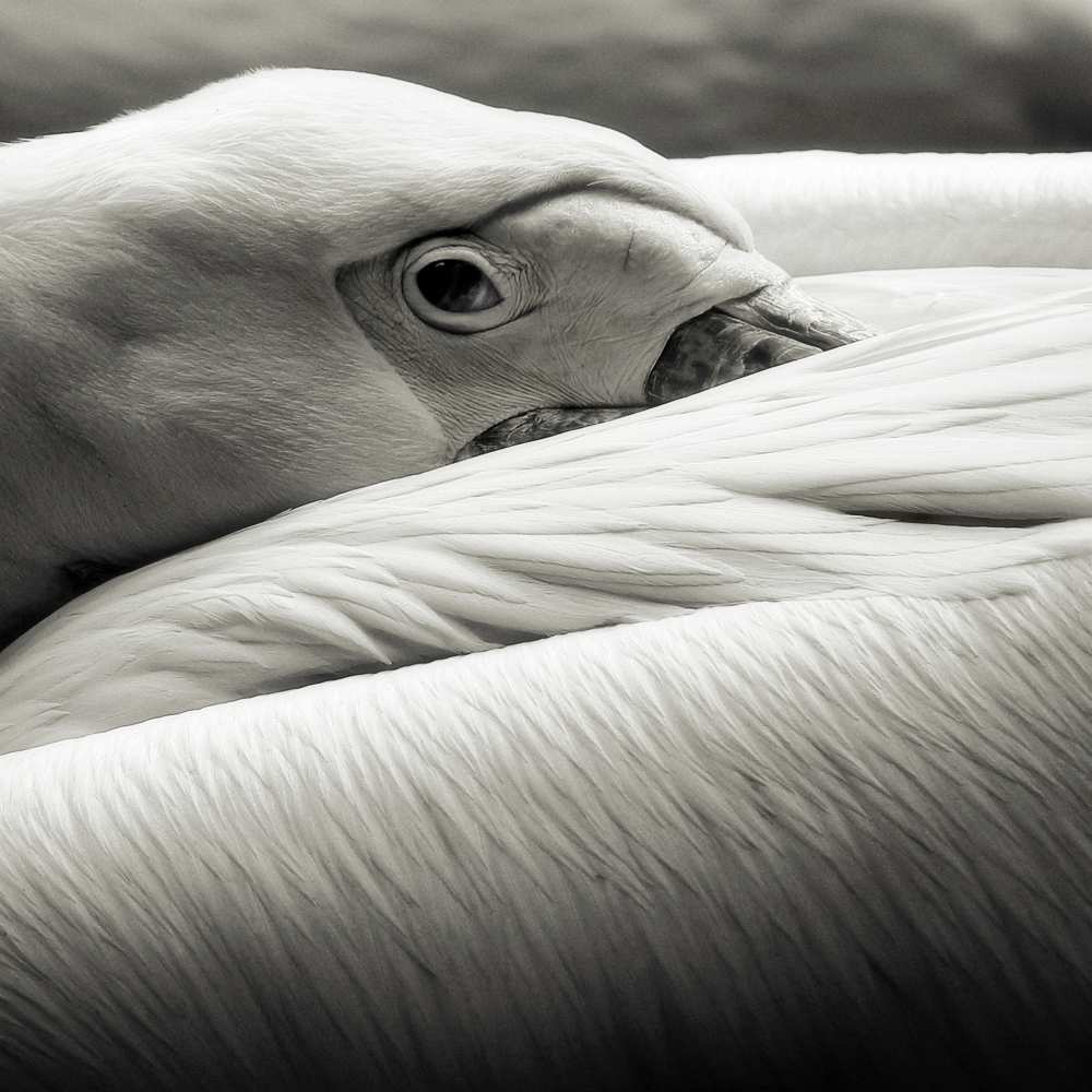 pelican od Riccardo Berg