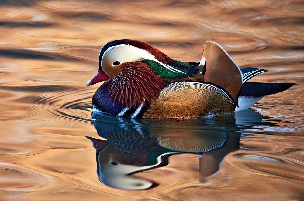 Mandarin duck od Riccardo Mazzoni