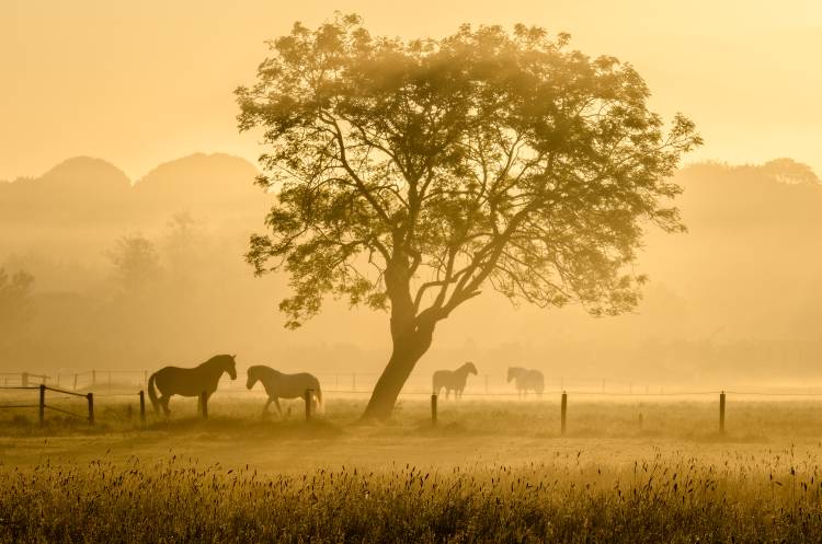 Golden Horses od Richard Guijt