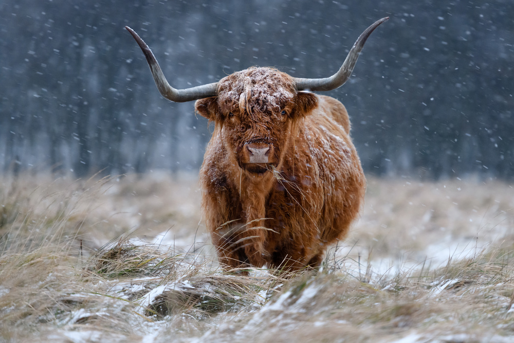 Snowy Highland cow od Richard Guijt