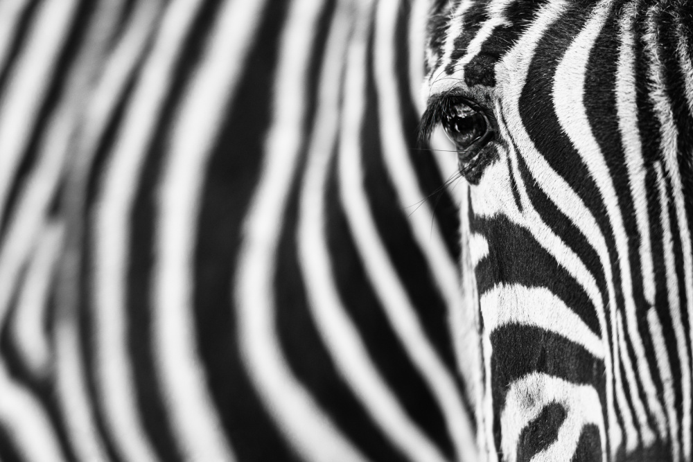 Zebra stripes od Richard Guijt