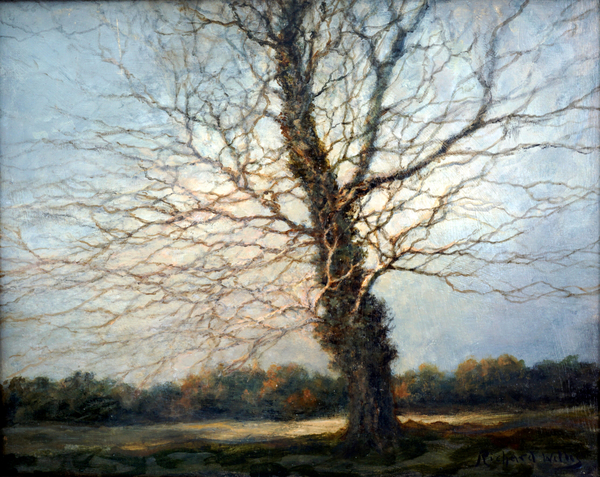 Sunlit Tree od Richard  Willis