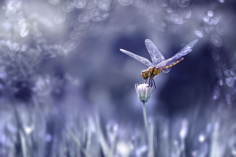 dragonfly od Ridho Arifuddin