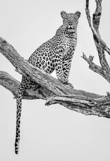 Leopard Portrait - Mono Var