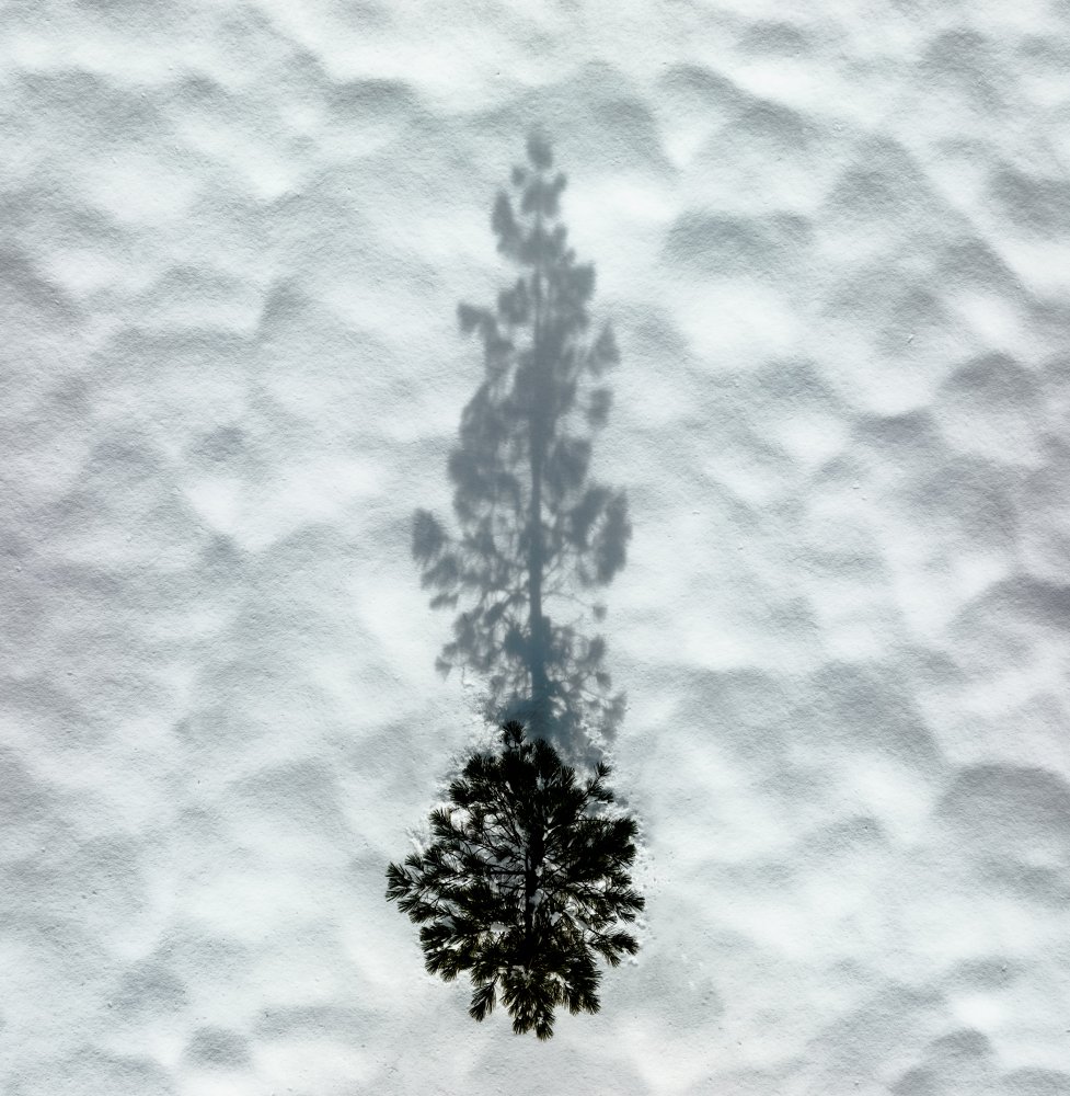 Winter Tree od Rob Darby