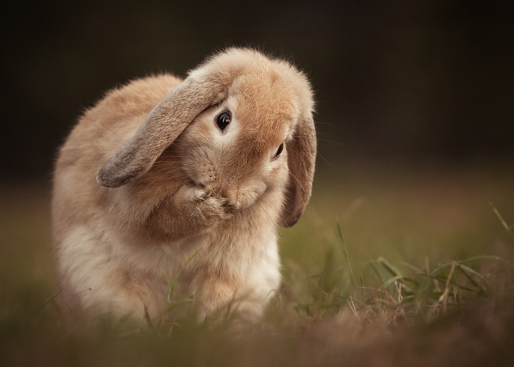 Rabbit od Robert Adamec
