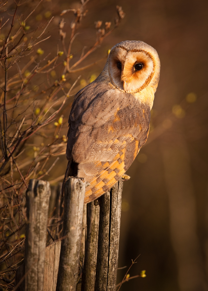 Barn Owl od Robert Adamec