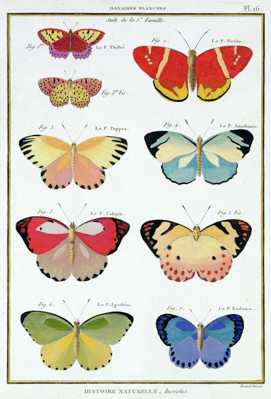 Butterflies from 'Histoire Naturelle des Insectes' by M. Olivier (coloured engraving) od Robert Benard