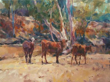 Pilbara Cows