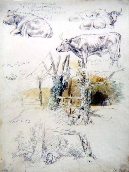 Cattle Studies od Robert Hills
