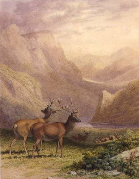 Deer in the Highlands od Robert Hills