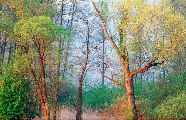 Baumgruppe im roten Morgenlicht, dahinter ein kleiner romantischer Wald od Robert Kalb
