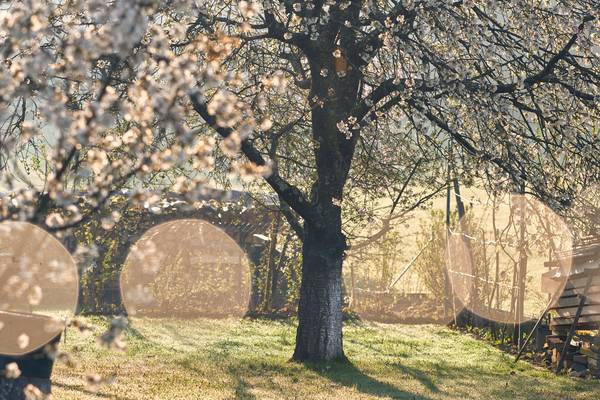 Blühenden Obstbäume im Garten mit Gegenlicht od Robert Kalb