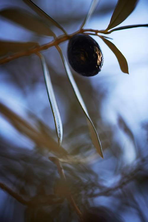 Eine dunkle Olive am Baum hängend od Robert Kalb
