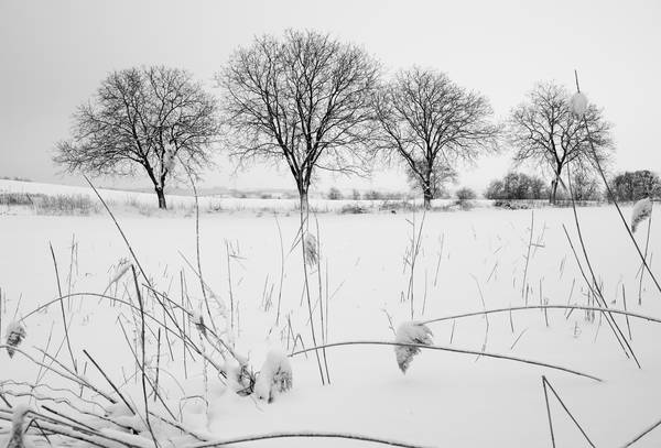 Kahle Baumreihe in Winterlandschaft od Robert Kalb